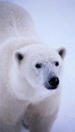 The Polar Bear at risk - Resource Centre